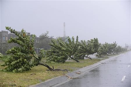 Một hàng cây non tại trung tâm thành phố Đà Nẵng bị bão Nari quật đổ.