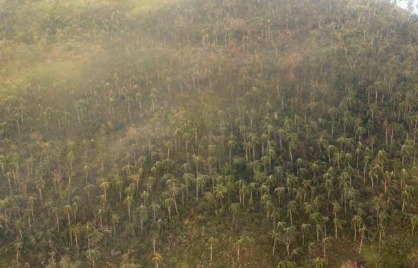 Rừng dừa ở Tacloban bị bão phá hủy