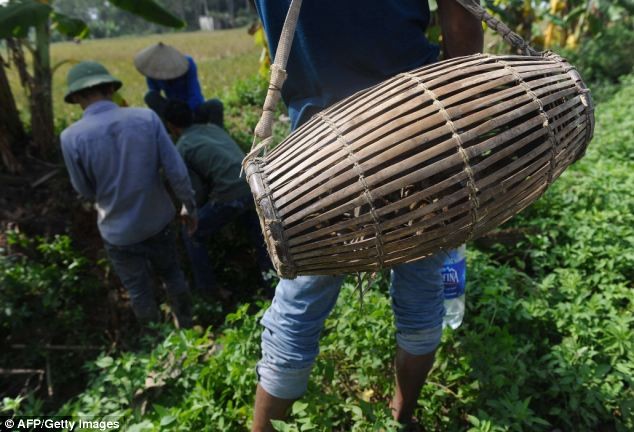 Nông dân đi bắt chuột ở Hoài Đức, Hà Nội.