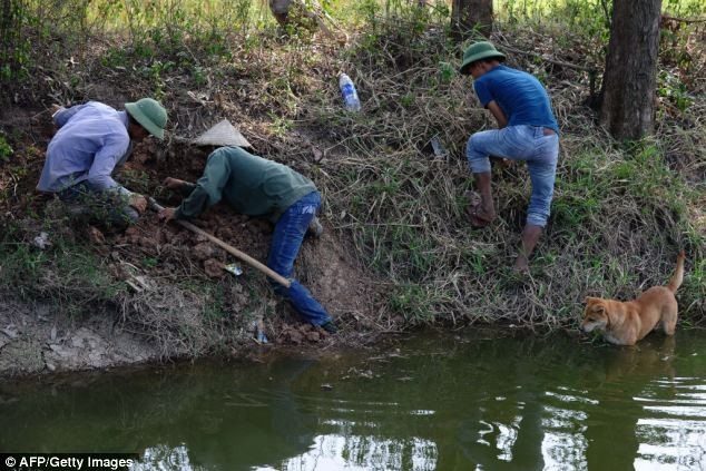 Một nhóm nông dân săn chuột ở Hoài Đức.