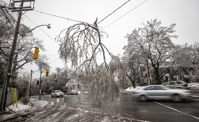 Những hàng cây đóng băng tại Toronto hôm 22/12.