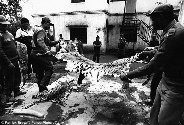 Da hổ và báo hoa mai tuyết được thu giữ tại một nhà kho ở Bharatpur, Nepal. Ước tính nó lưu trữ khoảng 750.000 USD da động vật quý hiếm.