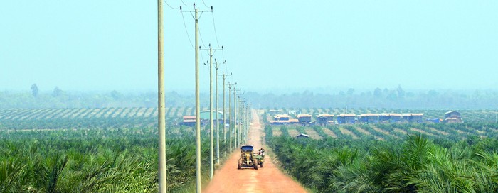 Cánh đồng dầu cọ của Hoàng Anh Gia Lai.