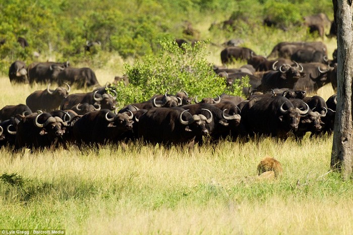 Con sư tử đi một mình đã cố gắng tránh xa đàn trâu rừng lớn đang tập trung trên đồng cỏ.