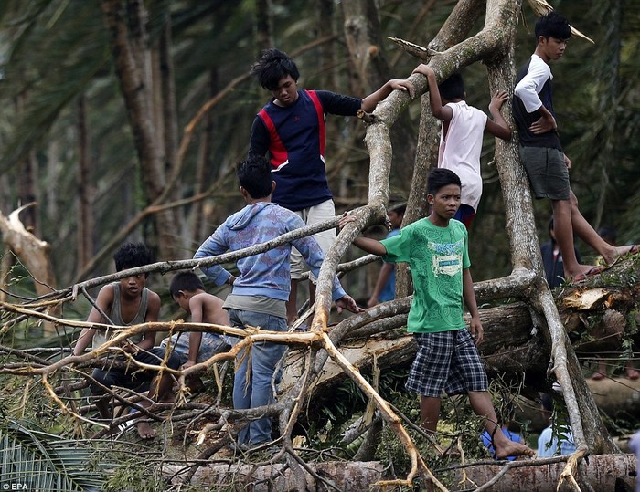 Trẻ em chơi đùa trên những thân cây bị bão quật đổ.
