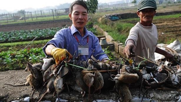 Ít nhất 500.000 ha lúa trong số 7,5 triệu ha trên cả nước bị chuột tàn phá mỗi năm.