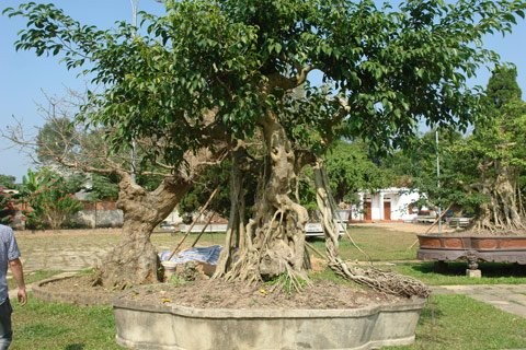 Toàn cảnh cây "Ngai vàng".