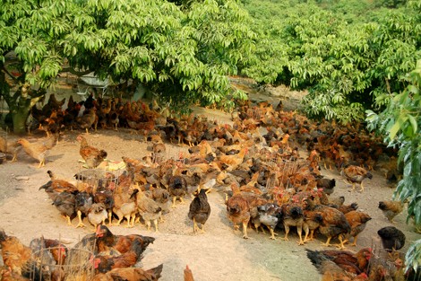 Người dân huyện Yên Thế chuẩn bị cung cấp cho Hà Nội 5 triệu con gà.
