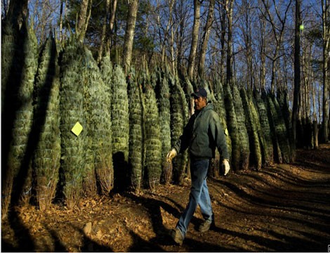 Là nơi cung cấp thông Noel lớn thứ hai tại Mỹ, chỉ sau bang Oregon, Bắc Carolina thu về hơn 85 triệu USD năm ngoái.