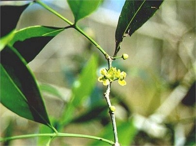 Cây chóc máu: Cây chóc máu có tên khoa học là Salacia chinensis có giá trị về mặt y học. Đây là loại dây leo cao 1-2 m, cành nhỏ có cạnh, mặt dưới lá màu lục nâu; quả mọng, hình quả lê, chóp quả màu đỏ.