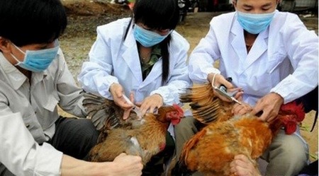 H7N9 có nguy cơ bùng phát thành đại dịch.