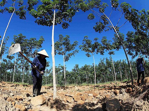 Công nhân của Tập đoàn HAGL đang chăm sóc cây cao su tại Attapeu, Lào - Ảnh: Minh Trần