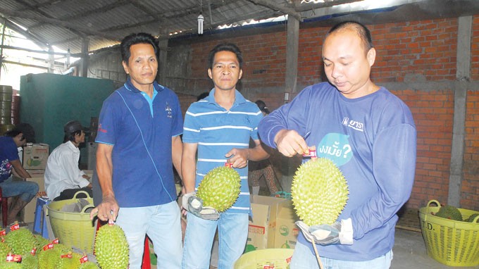 Những người Thái Lan tuyển lựa sầu riêng để xuất đi cho ông chủ Trung Quốc Ảnh: Thành Bắc