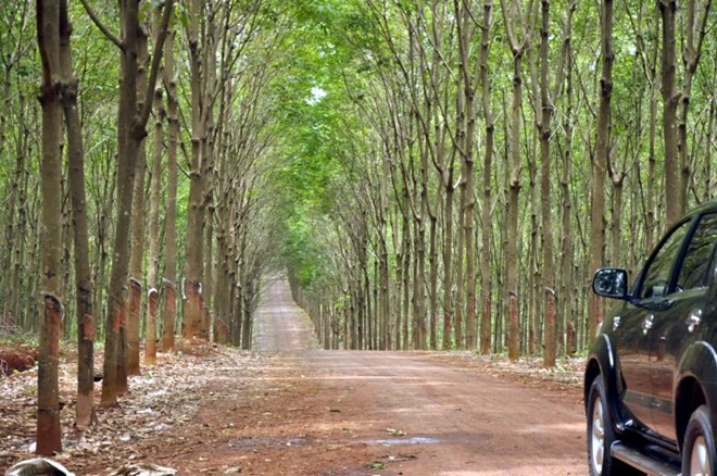 Vùng nguyên liệu caosu trên 30.000ha