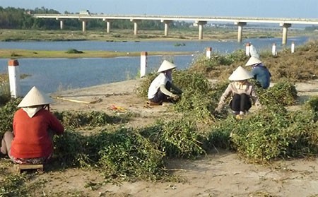 Băm cà gai leo chuẩn bị xuất bán vào TP.HCM.