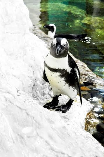 Pengo đi những bước đi đầu tiên tại Thủy cung Vinpearlland Aquarium Times City .