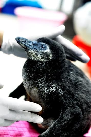 Chú chim cánh cụt đầu tiên sinh ra tại Thủy cung Vinpearlland Aqurium có tên là Pengo.