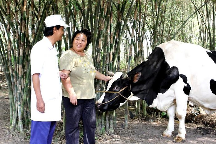 Hiện nay, Vinamilk đang hỗ trợ thu mua sữa cho hộ nông dân chăn nuôi bò sữa cùng một mặt bằng giá thu mua thống nhất với các trang trại thuộc công ty con của Vinamilk.