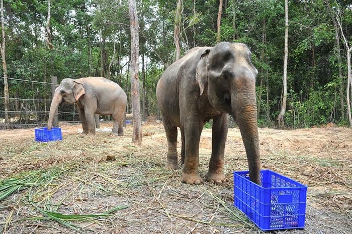 Voi châu Á sinh sống trong khu vực bán hoang dã.