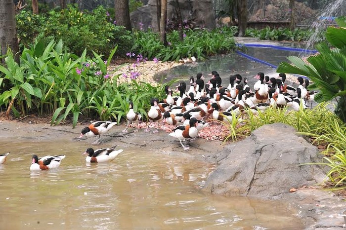 Động vật sinh sống trong khu vực vườn thú mở (open zoo).