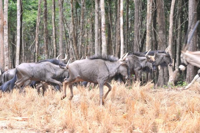 Đàn Linh dương đầu bò sống trong khu vực bán hoang dã tại Vinpearl Safari.