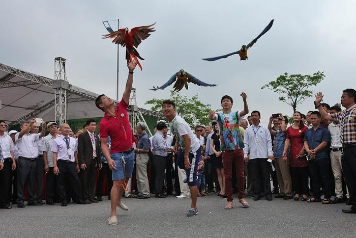 Khách tham quan thích thú chơiu đùa với vẹt Nam Mỹ tại Festival Sinh vật cảnh.