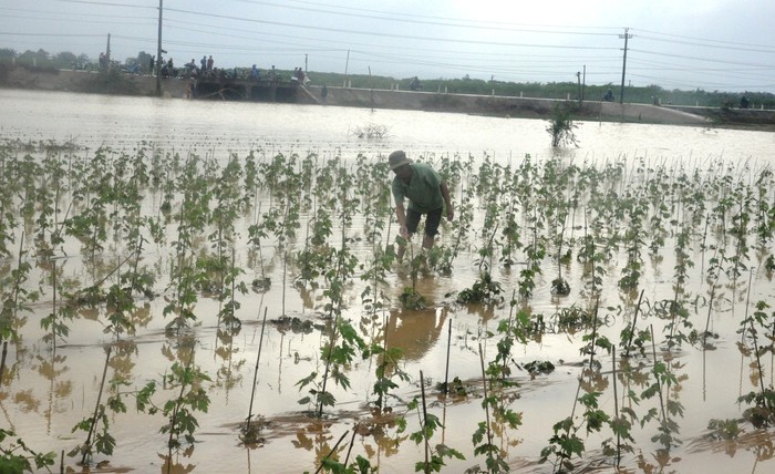 Thủy điện xả lũ gây ngập nặng vùng hạ du khiến nhiều diện tích hoa màu của người dân bị hư hại. Ảnh: An Nguyên