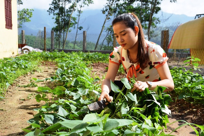 Cô giáo Trường phổ thông dân tộc bán trú Tiểu học Trà Tập bên vườn rau do các thầy cô và học sinh trồng được. Ảnh: LHP