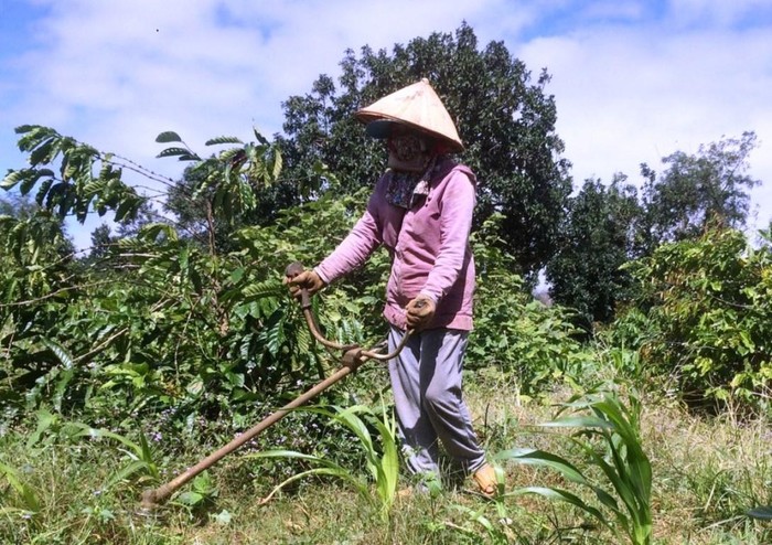 Cô giáo H’Dim Niê K’Đăm sau khi bị &quot;cắt&quot; hợp đồng phải chật vật làm đủ nghề để kiếm sống. (Trong ảnh: cô giáo phải trở về nhà đi làm rẫy. NVCC)