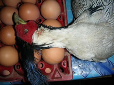 Gà lôi loài động vật quý hiếm cũng bị săn bắn cả trứng. Ảnh Thiênnhien.net