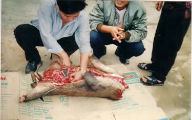 Loài động vật này đang trở nên cạn kiệt, người ta mổ lợn ngay trên đường để bán cho khách qua. Ảnh Thiênnhien.net
