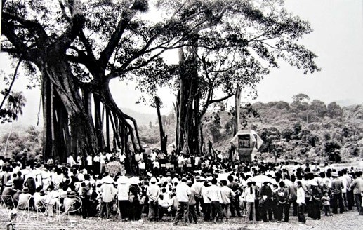 Cây đa Tân Trào (Ảnh: daidoanket.vn).