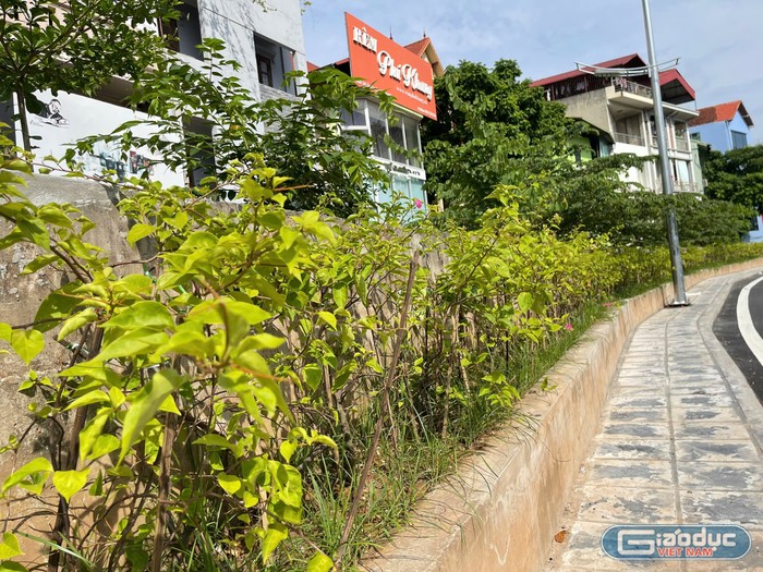 Đa phần cây được trồng là hoa giấy. GDVN_12.jpg