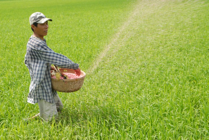 Bà con nông dân mong sớm có chính sách tính giá phân bón hợp lý để đỡ kinh phí đầu vào. H02.jpg