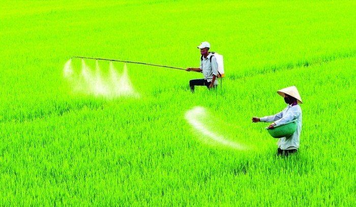 Bất cập của Luật 71 khiến giá phân bón tăng lên đáng kể so với trước đó. Hinh 1.jpg