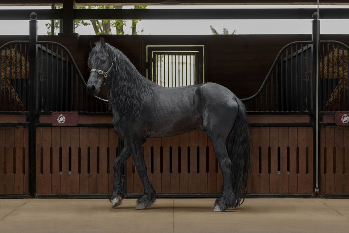 Vinpearl Horse Academy Vũ Yên là mái nhà chung của hàng trăm cá thể ngựa quý hiếm bậc nhất thế giới. Ảnh 6.jpg