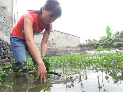 Hai bà cháu Nga sống qua ngày đoạn tháng bằng những đồng tiền bán rau